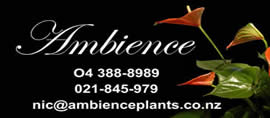 Ambience plants contact details